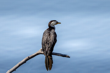 portrait of a cormorant perched on a dead branch against a cloudy sky