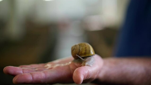 Close-up snail crawling on male Caucasian hand. Unrecognizable confident man holding edible land slug indoors. Eco farming and heliciculture