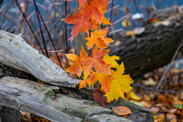 Multi-colored maple leaves among the forest nature.