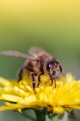 bee on yellow flower