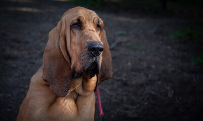 portrait of a dog bloodhound - rescue dig
