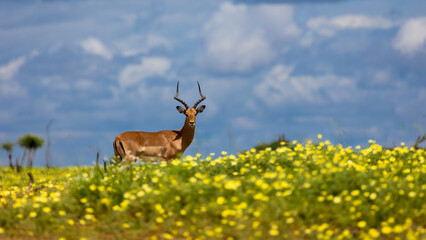an impala ram in a field of devil thorn flowers