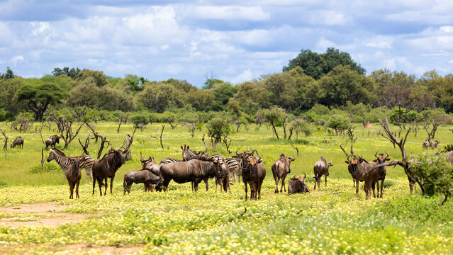 a herd of blue wildebeest in a field of devil thorn flowers