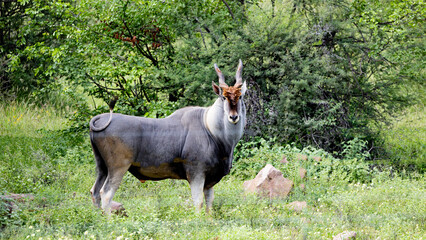 a massive eland bull standing in green grass