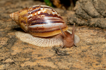 Giant African Land Snail , Achatina fulica (Lissachatina fulica) species of large land snail in subfamily Achatininae of the family Achatinidae. Tsingy de Bemaraha. Madagascar wildlife animal.
