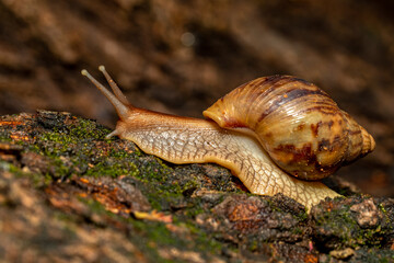 Giant African Land Snail , Achatina fulica (Lissachatina fulica) species of large land snail in...
