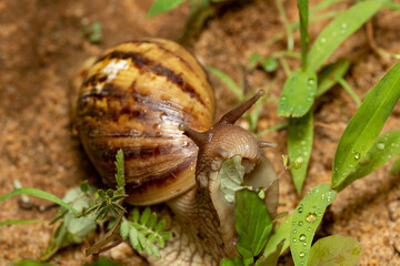 Giant African Land Snail , Achatina fulica (Lissachatina fulica) species of large land snail in subfamily Achatininae of the family Achatinidae. Tsingy de Bemaraha. Madagascar wildlife animal.