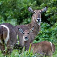 Fototapeta premium a waterbuck cow and calf