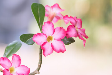 pink desert rose bouquet of flowers on a blurred background