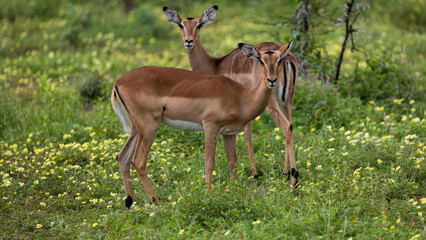 impala ewes in between devil thorn flowers