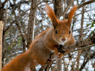 Wiewiórka, squirrel