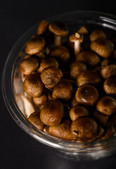 plastic bowl with shimeji mushrooms on a black background