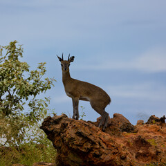 a klipspringer on the rocks with a blue sky background