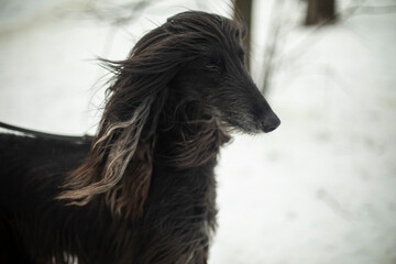 Dog with black hair. Afghan hound. Graceful animal. Beautiful pet.