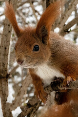 Wiewiórka squirrel