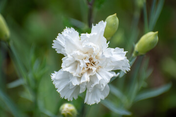 Flor blanca de claver en invierno