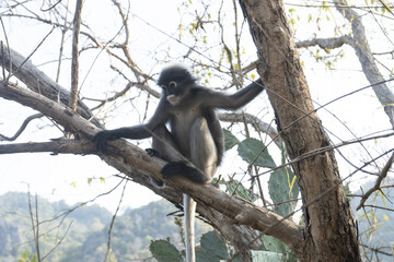 groupe de singes à lunettes famille des cercopitheadae dans une forêt sur un massif rocheux