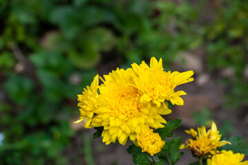 Flores amarillas de invierno en la sierra