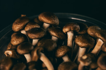 detail of shimeji mushrooms with black background