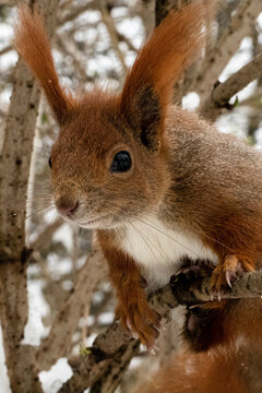 Wiewi&oacute;rka squirrel