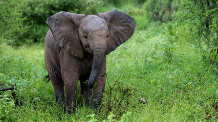 Naklejka premium a young African elephant calf