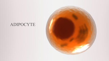 Adipose cell 3d model. 3d rendered illustration of the white fat cell on light background with free space for text.	