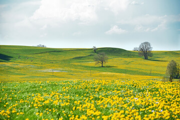 Löwenzahnwiese im Allgäu (Legau, Bayern, Deutschland) © ikoon