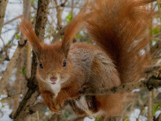 Wiewiórka squirrel © Agata