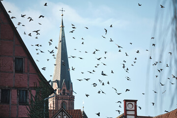 Pigeons flying over german city roofs. High quality photo - obrazy, fototapety, plakaty