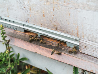 Honey bees at coming and going at the hive