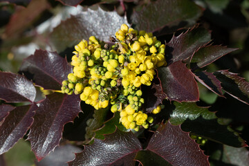 Spring flowers, seeds and buds.  Oregon Grape