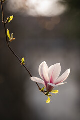 Beautiful magnolia blossom in spring time on dark background.