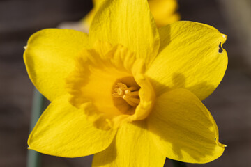 Spring flowers, seeds and buds.  A macro image of a daffodil