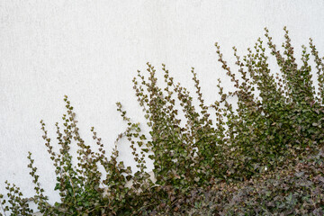 overgrown wall with green branches