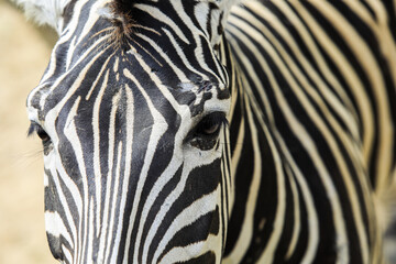 Fototapeta na wymiar Close up View to the Zebra Black and White Head in Thailand