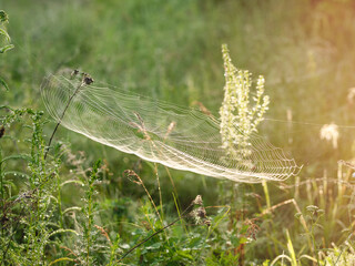 Close-up of a glowing spider web with dew hanging on the grass in the early morning. A golden dawn illuminates the spider web and the meadow.