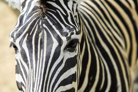 Close up View to the Zebra Black and White Head in Thailand