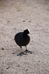 Italy, Trentino Alto Adige: Bird of the Levico Lake.