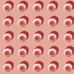 Fototapeta premium pink roses on pink background