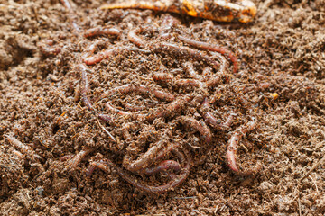 cultured earthworms for removing vermicompost as a fertilizer used in agriculture