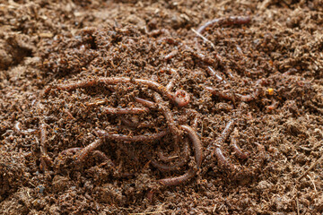 cultured earthworms for removing vermicompost as a fertilizer used in agriculture