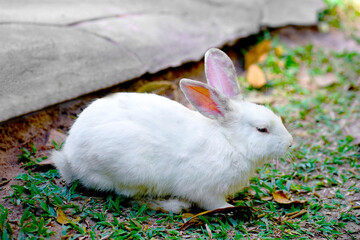 White rabbit on outdoors green grass. easter bunny with pink big ears in the garden
