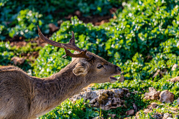 deer in the forest