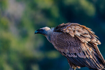 Fototapeta premium close up of a vulture