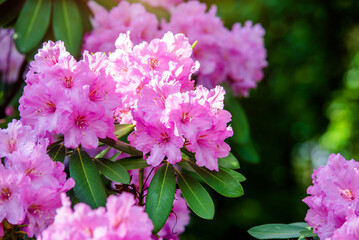 pink rhododendron blooms in the Botanical garden
