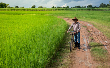 Naklejka na ściany i meble Top view, elderly Asian farmer wearing a shirt and cowboy hat with old bicycles walking in green rice fields. Senior man farmer in countryside Thailand.