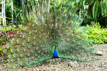 Obraz premium Indian peacock displaying its beautiful colourful train while standing in tropical garden, Fort Lauderdale, Florida, USA