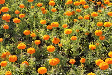 Butterfly on orange flowers