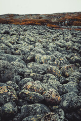 round stones on the seashore, overgrown with moss