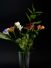 Bouquet colorful freesias on a black background